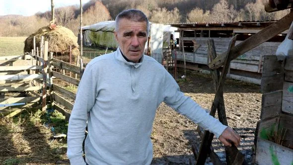 Psi lutalice ubile 27 ovaca, vlasnik Jusuf Nezirović skrhan od bola (VIDEO)