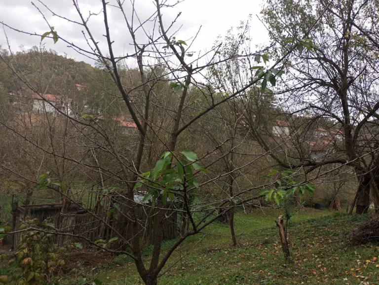 Ne ignorišite pukotine na kori: Jednostavni koraci za zaštitu voćaka u proljeće