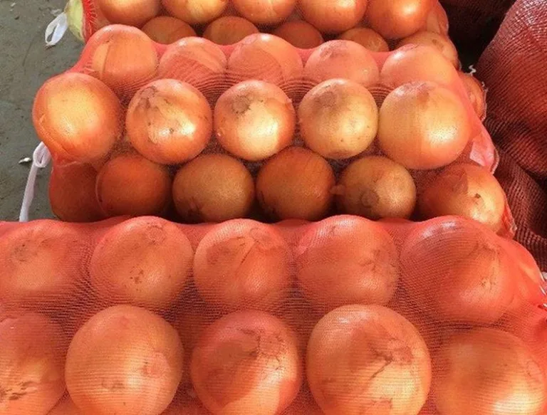 Izbor lokacije za uzgoj luka