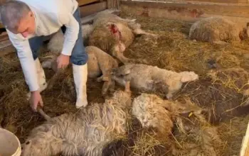 Psi lutalice ubile 27 ovaca, vlasnik Jusuf Nezirović skrhan od bola (VIDEO)