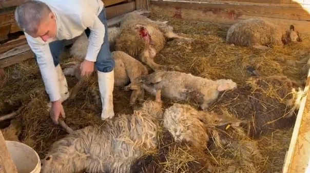 Psi lutalice ubile 27 ovaca, vlasnik Jusuf Nezirović skrhan od bola (VIDEO)