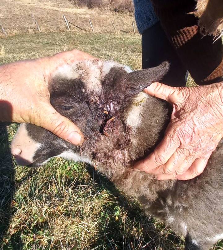 U selu kod Šekovića vukovi zaklali 20 ovaca – uništeno stado Vojina Žepinića