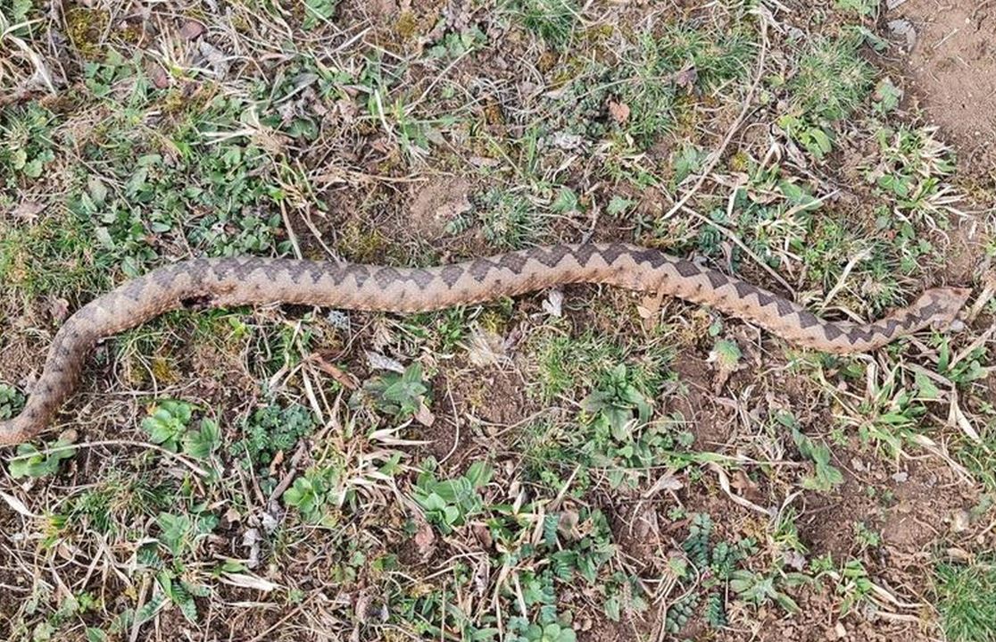 Otrovna zmija poskok primijećena u dva naselja kod Konjević Polja u kratkom vremenskom razmaku (FOTO)