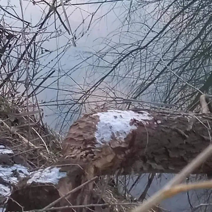 Dabrovi ponovo na Drini u Bratuncu (FOTO)