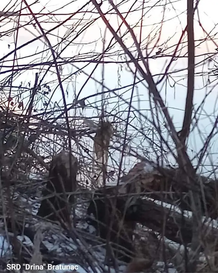 Dabrovi ponovo na Drini u Bratuncu (FOTO)