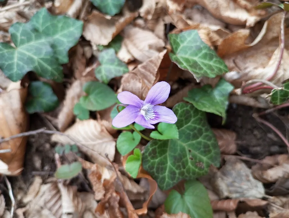 Proljeće stiglo, a zime nije ni bilo: Šta nas čeka ovog ljeta?