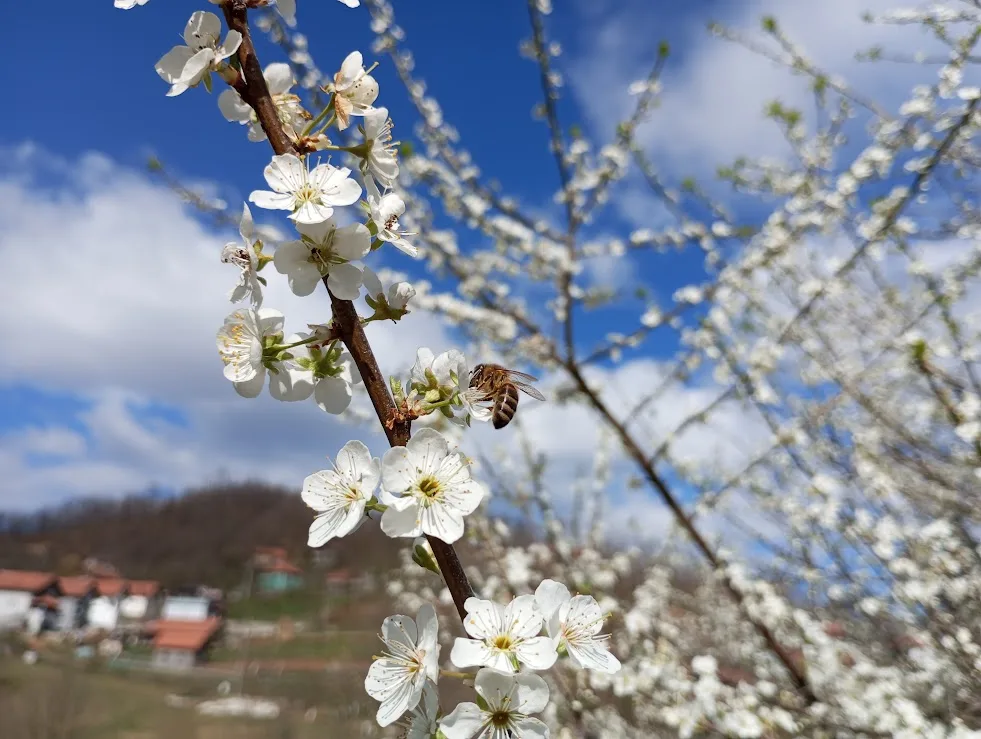 Uskoro nam stiže pravo proljeće: BHMeteo objavio novu prognozu