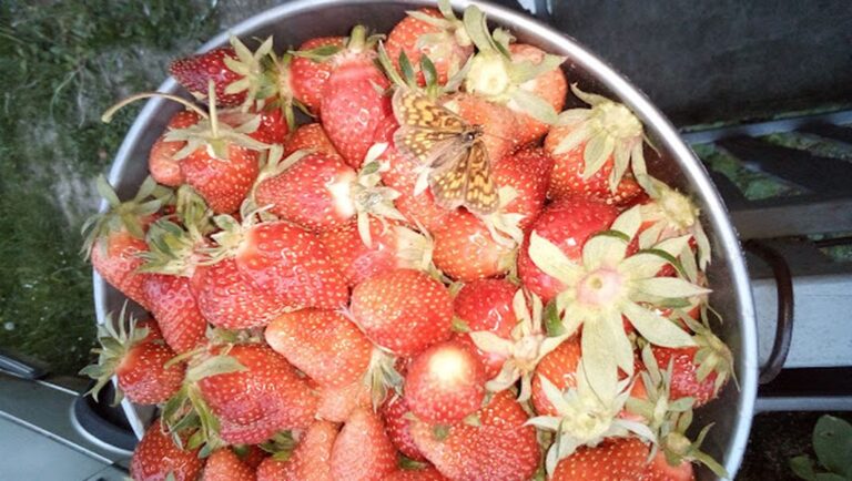 Jednostavni trikovi koji produžavaju svježinu i usporavaju truljenje jagoda