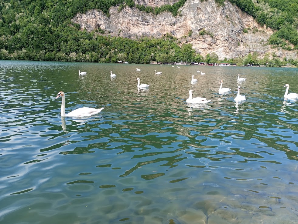 Labudovi na Zvornickom jezeru fascinantni i elegantni u svojoj ljepoti prava atrakcija za posjetioce