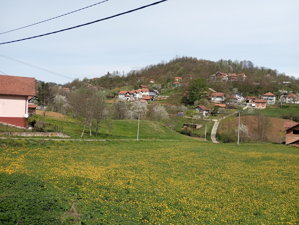 Maslačak – Protiv lisnih vašiju, grinja i lisne buhe