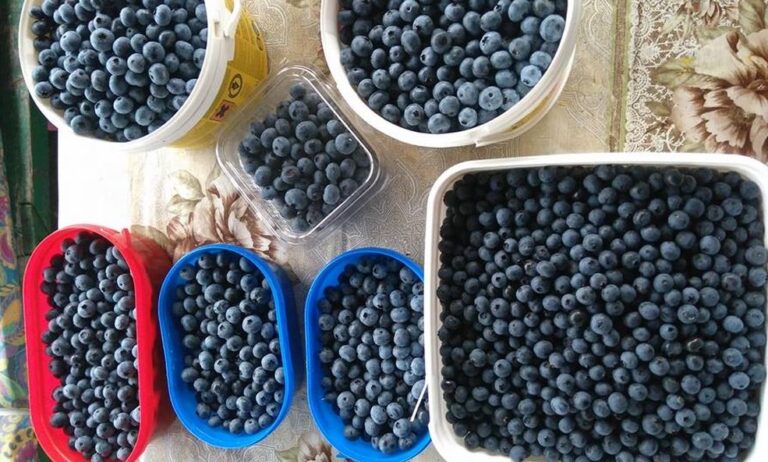 Postoji 6 namirnica koje imaju više antioksidanata od borovnica, a većinu možete uzgajati u Podrinju