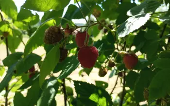 Lopovi ponovo pokrali malinjak, krađa prijavljena na području Kula Grada kod Zvornika