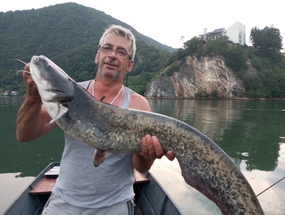 Još jedan atraktivan trofejni som upecan na Zvorničkom jezeru, sretne ruke i ovaj put bio Uzeir Dedić – Gele iz Diviča (FOTO)