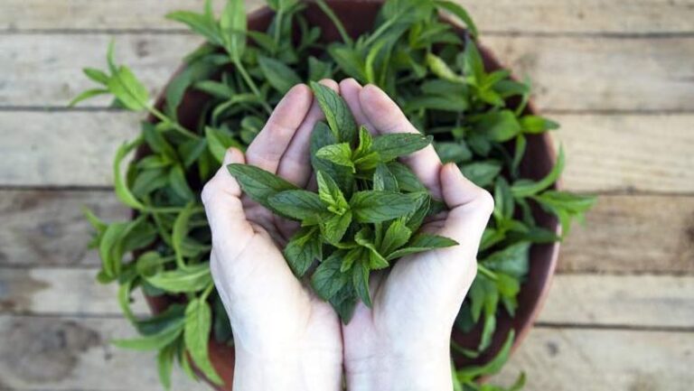 Aromatična biljka koju rijetko uzgajamo i beremo može donijeti veliku zaradu