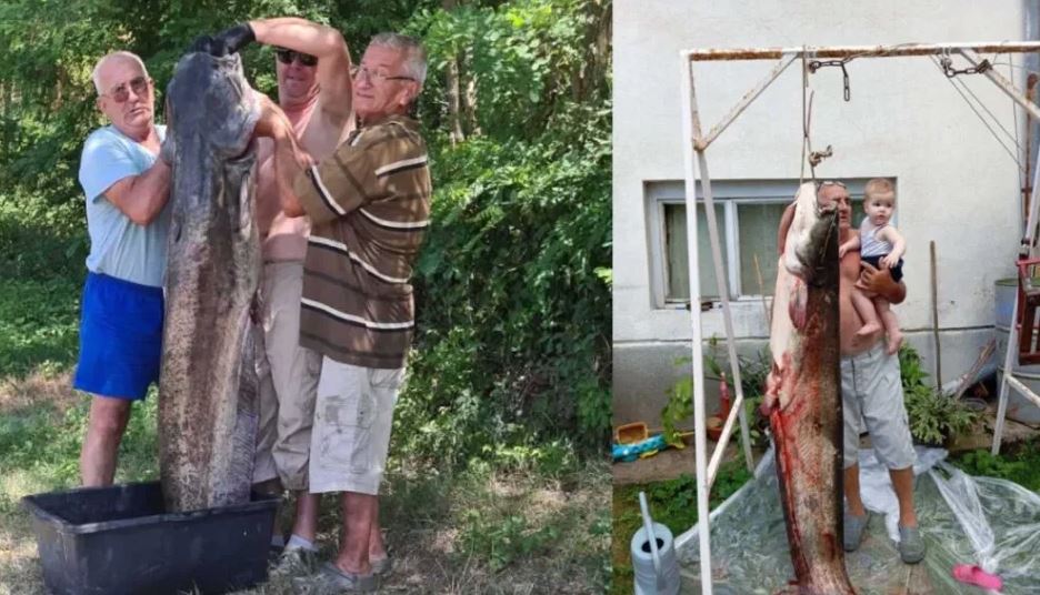 Nakon dva sata borbe Zijo izvukao soma teškog preko 90 kg (FOTO)