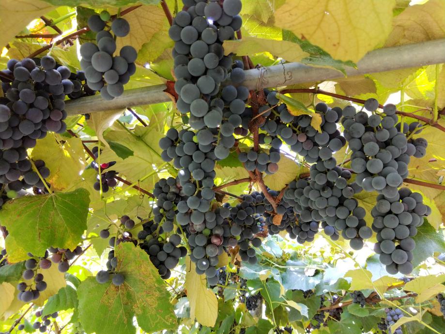 Kako se pravilno pere grožđe da bi pesticidi nestali?