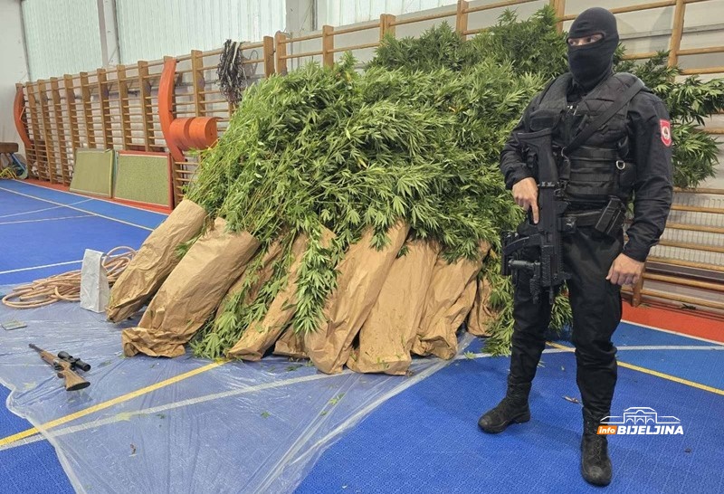 U Loparama pronađena plantaža sa 125 stabljika indijske konoplje, uhapšen šezdesetodogišnjak (FOTO)