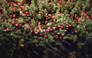 Ima ga na svakom koraku: Naučnici tvrde da ovo voće podmlađuje mozak i srce