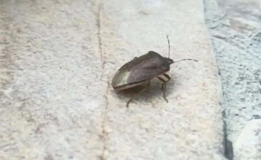 Smrdibube zabrinule stanovnike u BiH i Srbiji, pročitajte o štetnosti i koristi ovog insekta i narodno vjerovanje