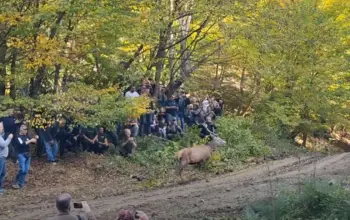 Uhapšen krivolovac koji je odstrijelio evropskog jelena koji je ubačen u Majevicu, velike kazne i za krivolovca iz Banjaluke