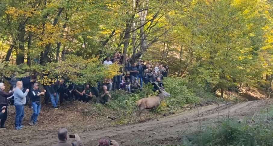 Nakon više od tri decenije, rika jelena vratila se na Majevicu (VIDEO)