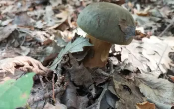 Otkupna cijena sirovog vrganja u Zvorniku 8 KM (FOTO)