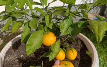 Mandarine imaju jak uticaj na dva ograna