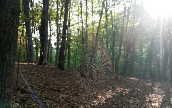 LU „Tetrijeb“ Teslić iznijelo dokaze da se krivolov ne isplati