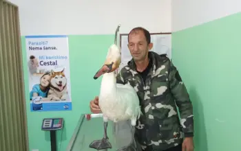 FOTO: Bekir Pezerović i labud