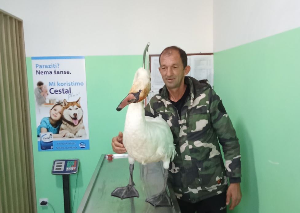 Popularni ”Beća” iz Diviča rizikovao svoje zdravlje i spasio život bolesnom labudu (FOTO+VIDEO)