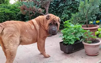 Postoje otrovne biljke za pse, a poznato je i koje su najopasnije