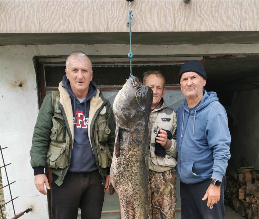 U Drini ulovljen som težak 50 kilograma i dug 201 centimetar, sretne ruke ponovo bio Simo Pokorni (FOTO)