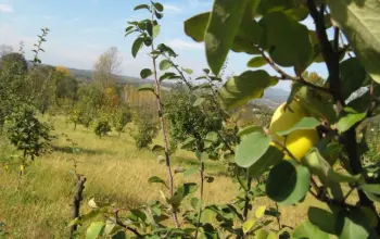 Najbolji domaći sok od dunje: Popravlja imunitet i čini ga jakim