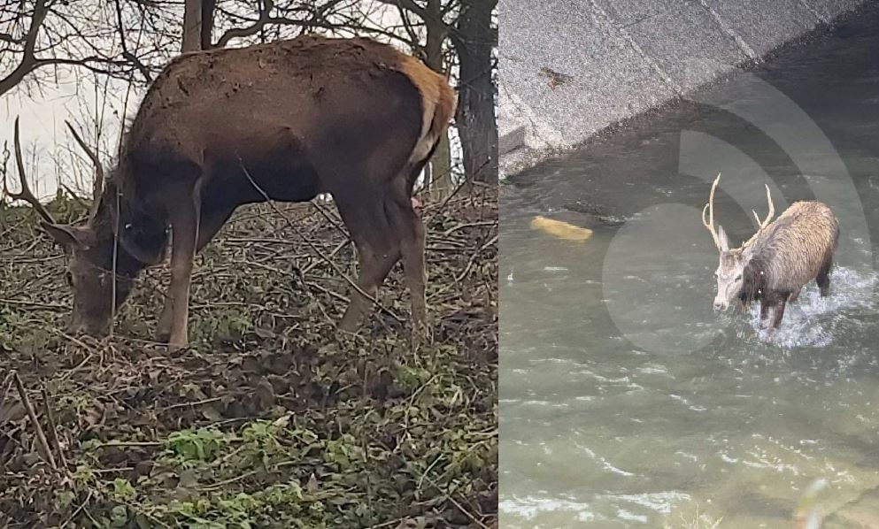 Priča dobila sretan epilog: Jelen koji je lutao ulicama Tuzle napokon vraćen u prirodno stanište