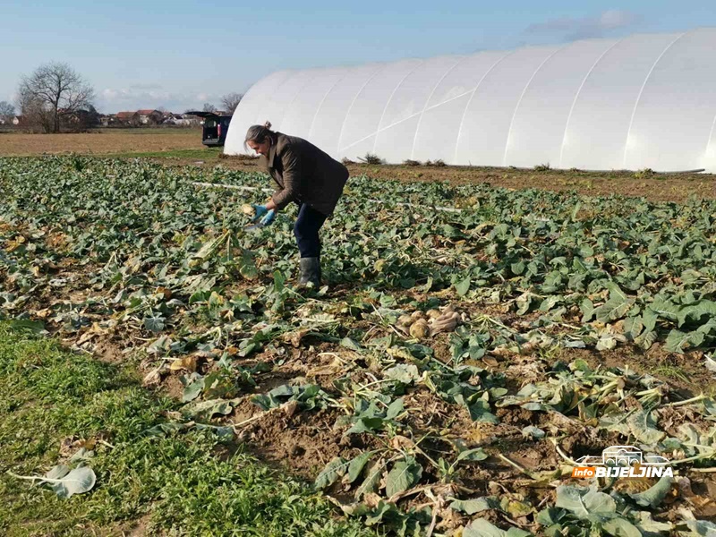 Junuzovići iz Janje godišnje proizvedu desetine tona povrća: “Kad kažu 80 pfeniga dođe ti da sve zatanjiraš” (FOTO)