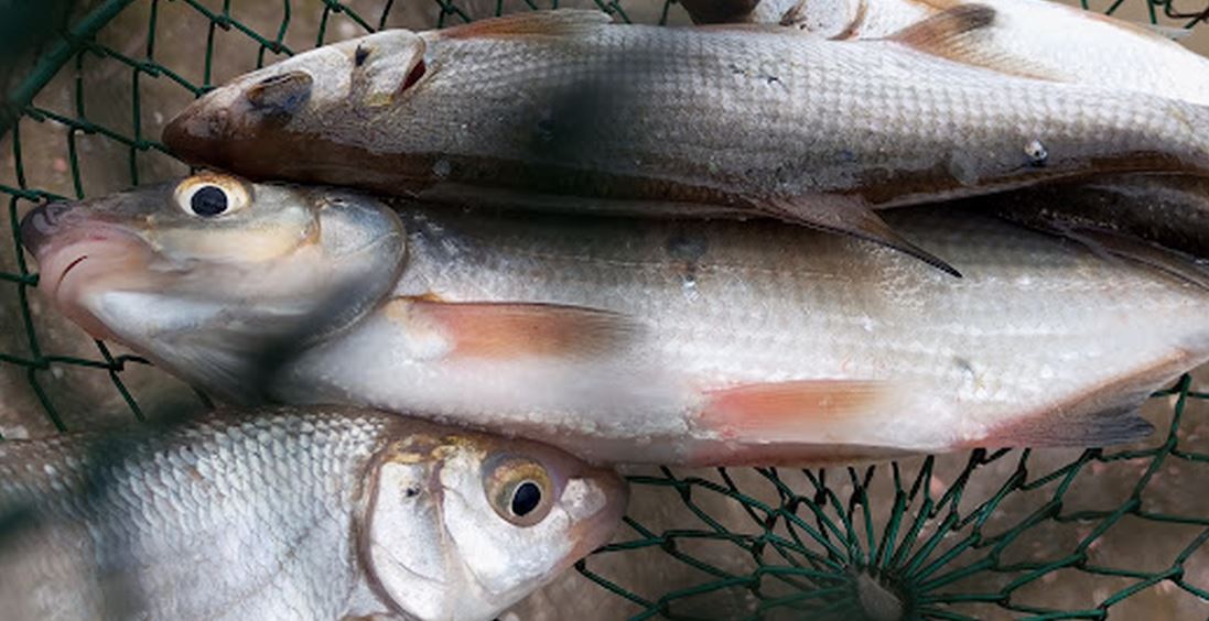 Drinski škobalj, riba koja ”radi” tokom cijele godine