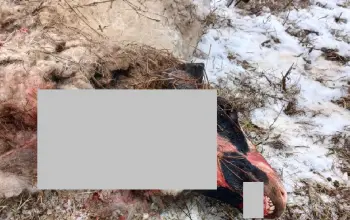 Vukovi uništili ovce povratniku Danilu u mjestu Zolje kod Kalesije (FOTO)