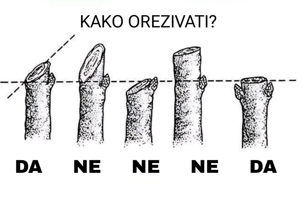 Kako pravilno orezivati voćke?