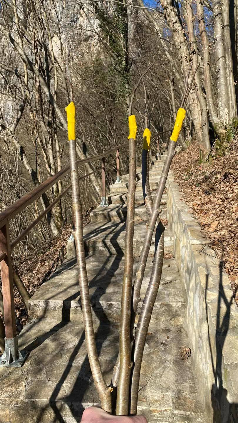 Otac i sin iz Hrnčića posadili sadnice voća smokvi i kupina pored stepenica do Kušlata (FOTO)