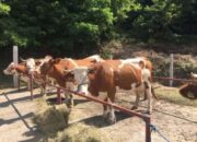 Srbija zabranila uvoz mlijeka iz BiH, uvesti recipročne mjere!?