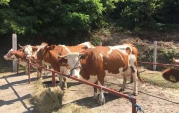Srbija zabranila uvoz mlijeka iz BiH, uvesti recipročne mjere!?