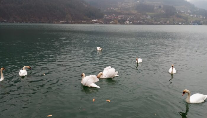 Labudovi na Zvornickom jezeru fascinantni i elegantni u svojoj ljepoti prava atrakcija za posjetioce