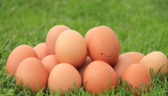 Novi hit u vrtlarstvu: Sirova jaja kao prirodno đubrivo
