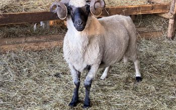 Bruceloza – nevidljiva prijetnja: Apel veterinarskog zavoda