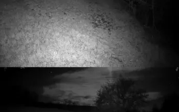 Medvjedi uočeni blizu naselja na području opština Teočak i Bratunac (VIDEO)