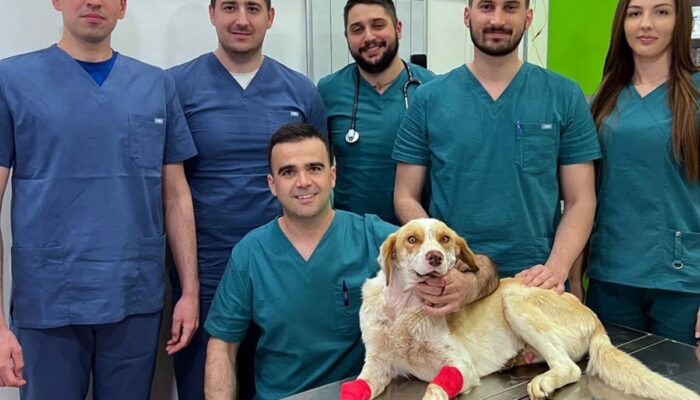 Pas Umut uspješno operisan nakon teških povreda – Pas Herkul mu spasio život