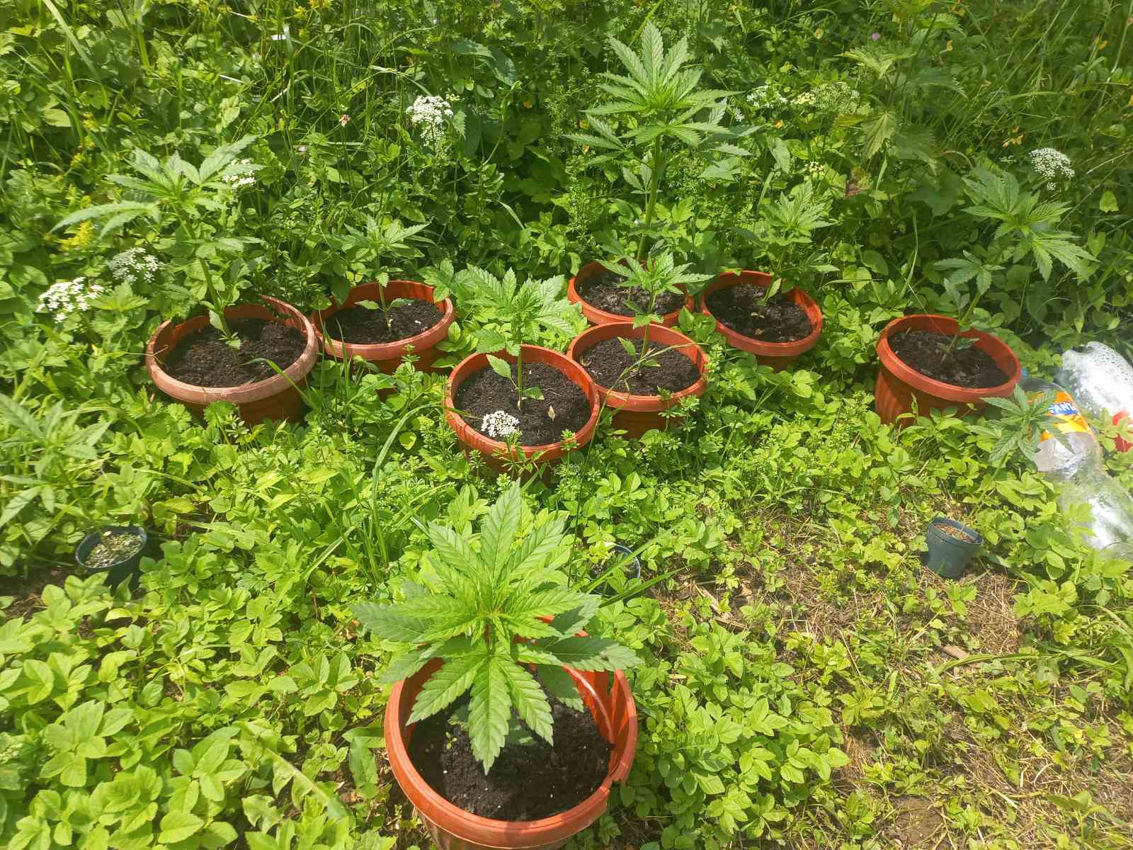Pronađeno vatreno oružje i stabljike indijske konoplje kod lica koje je komšije tuklo vilama u mjestu Sikirići kod Bratunca (FOTO)