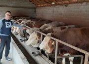 Profesor iz Tabanaca oduševio javnost: Kada završi obaveze u školi onda kod kuće tovi bikove i svinje, sije lucerku, pšenicu i kukuruz (FOTO)