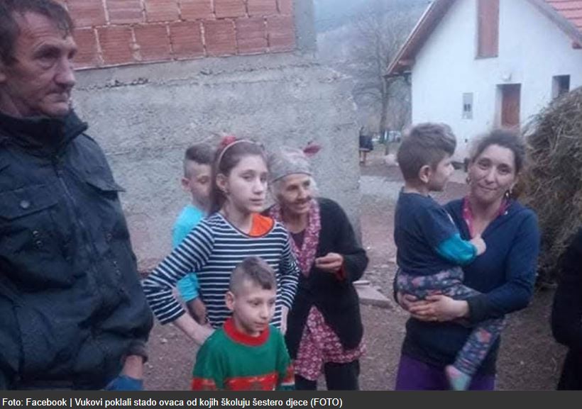 Vukovi u Podrinju poklali stado ovaca od kojih školuju šestoro djece (FOTO)