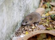Leptospiroza: Opasna bolest stigla u BiH